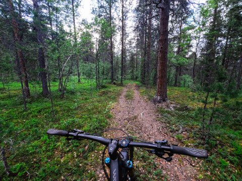 Lintuvaara