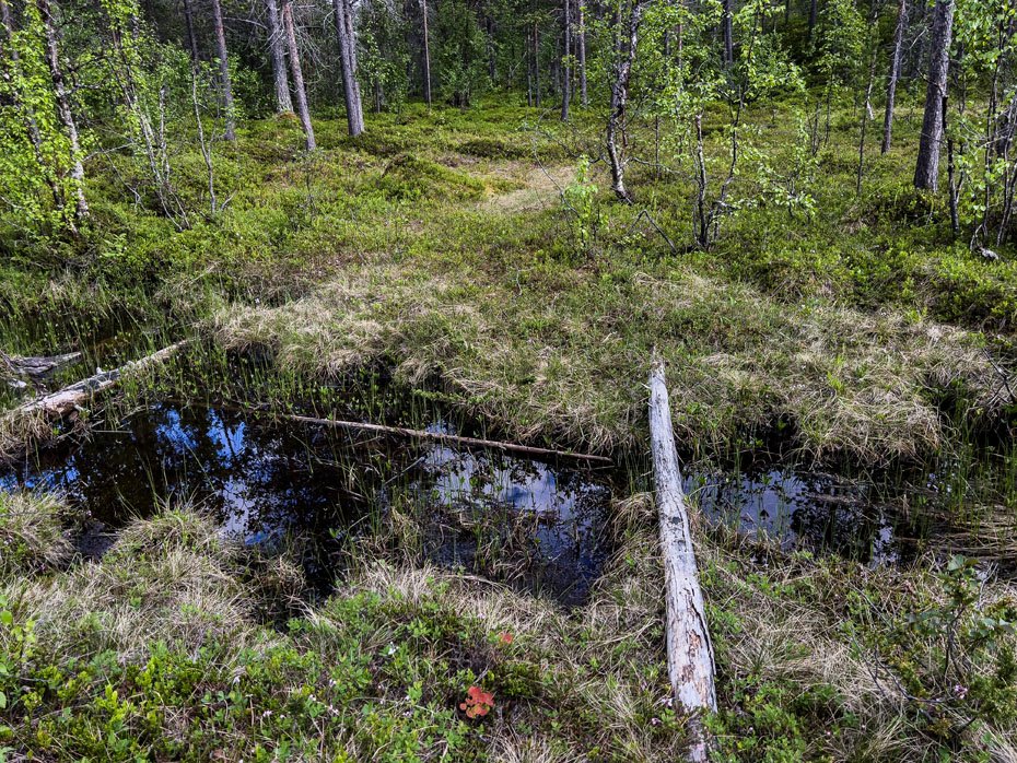 Lintuvaara